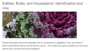 Screen Capture Edibles Home Page