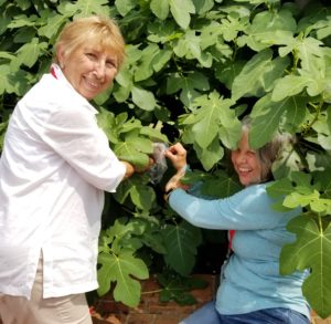 Master Gardener volunteers air layer fig branches