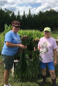 Master Gardener volunteers harvest ginger roots from the garden.