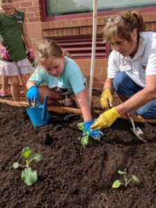 Pat Newcomer and elementary school student plant and water young cabbage plants