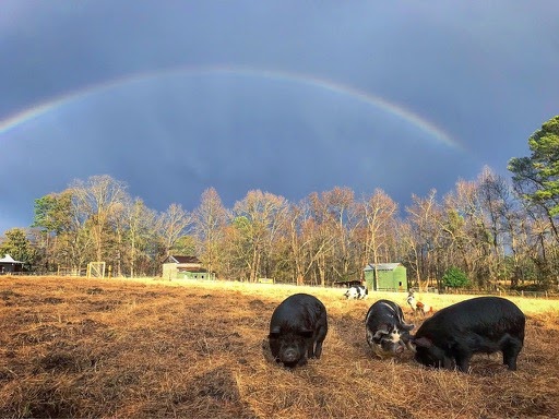 pigs in a field with a rainbow in the sky