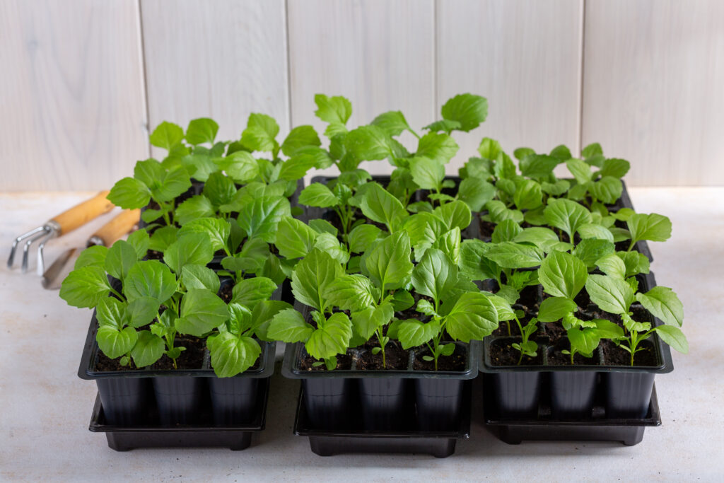 tray of flower seedlings