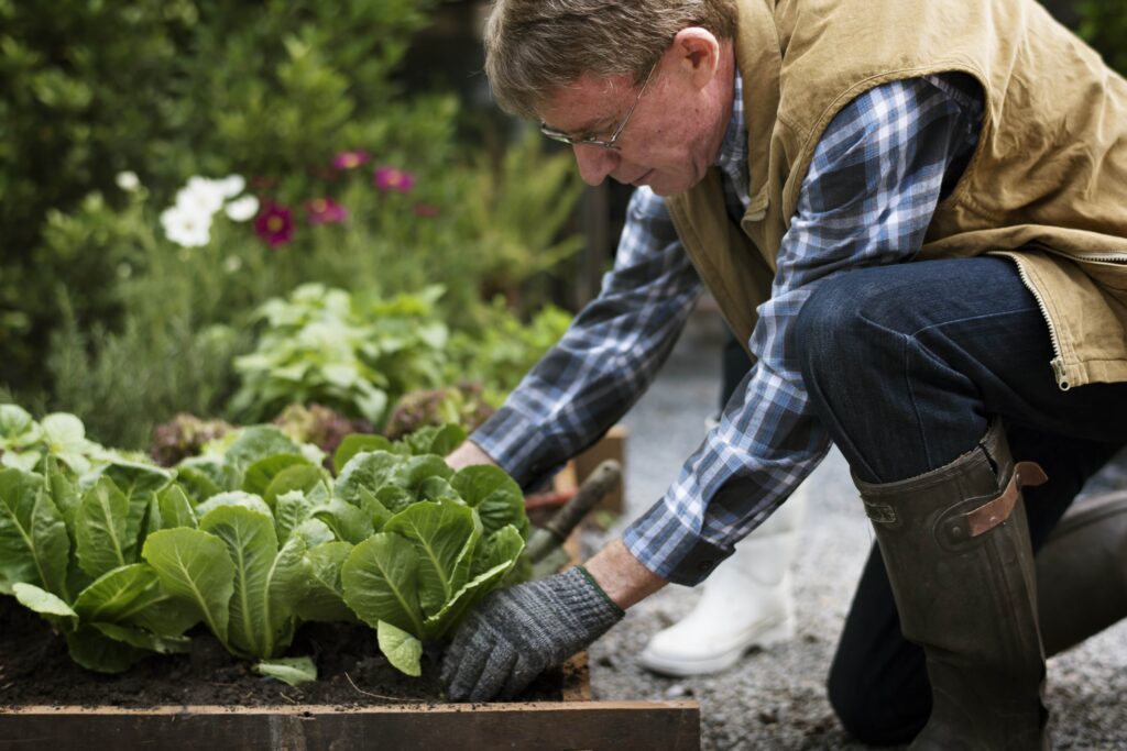 man picking lettuce