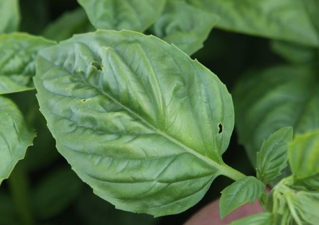 a basil leaf with yellowing between the veins