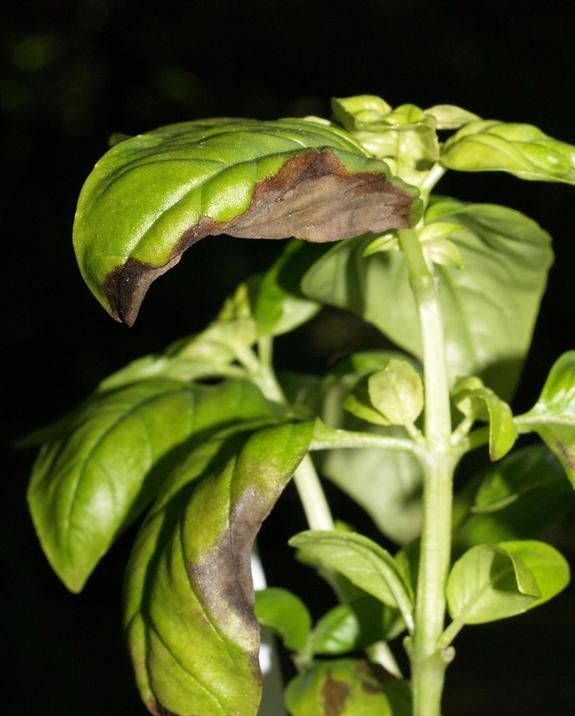 basil with browning leaves