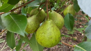 Pear fruit