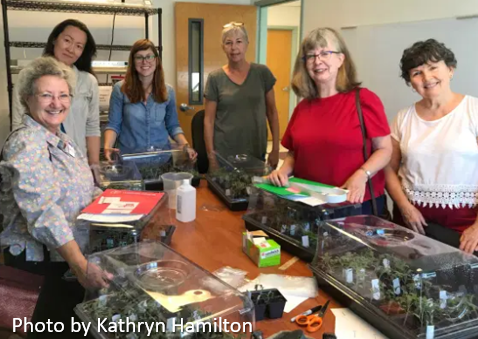 Master Gardener volunteers display their newly grafted tomato plants