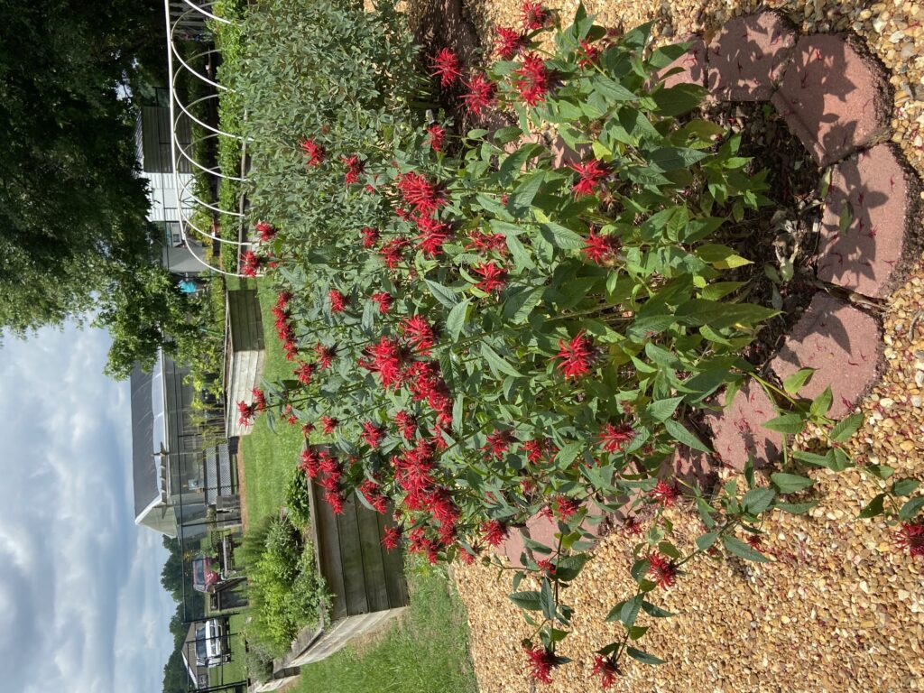 red bee balm in bloom in a garden