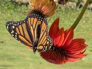 monarch butterfly on red coneflower