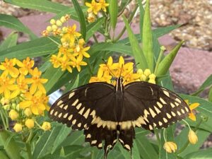 butterfly on yellow blooms