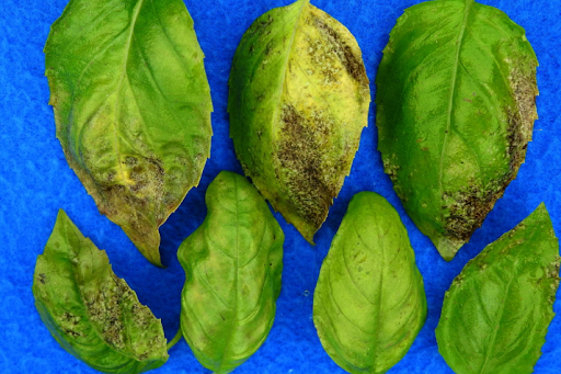 seven leaves of basil with yellowing and brown spores