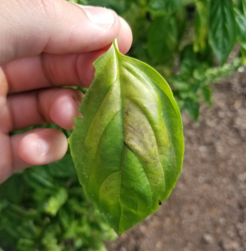 Basil leaf with basil downy mildew symptoms.