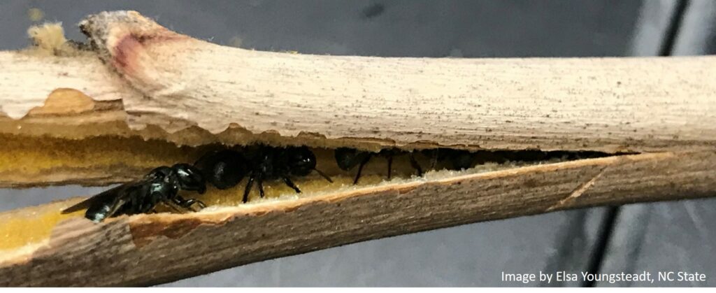 Small black bees inside of plant stem.