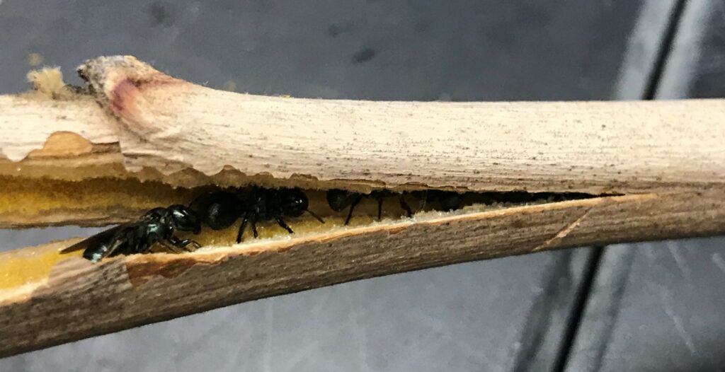 A plant stem split open to reveal small black bees nesting inside.
