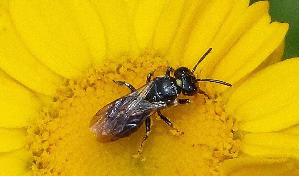 Male small carpenter bee on yellow flower.