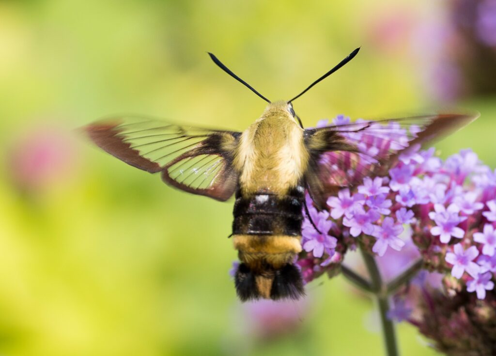 Moth feeding on purple flowers.