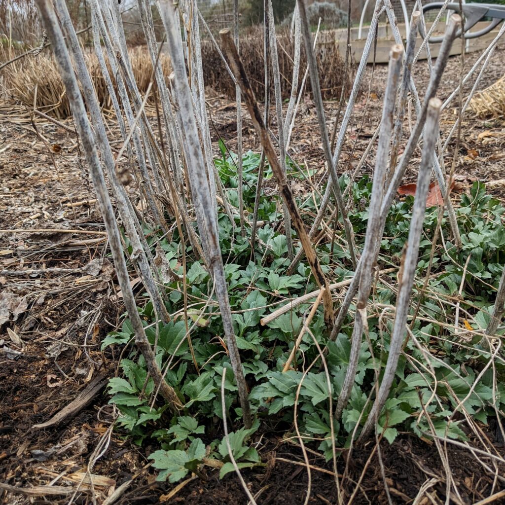 Brown stems that held last season's flowers stick up above new leaves emerging from green headed coneflower.