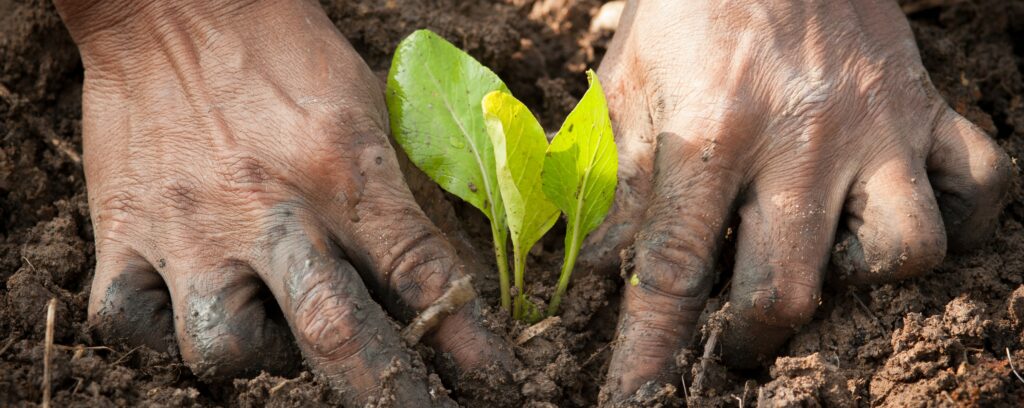 Hands putting a young plant in the soil.