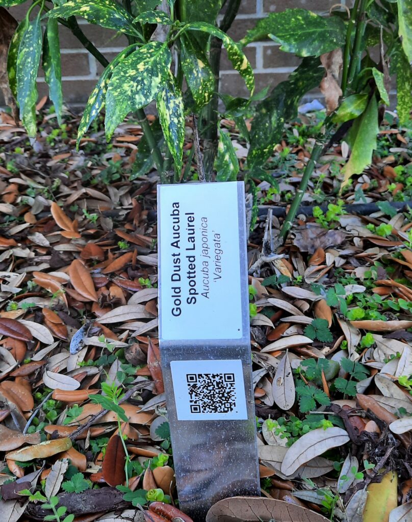 Label for Gold Dust Aucuba that includes a QR code.