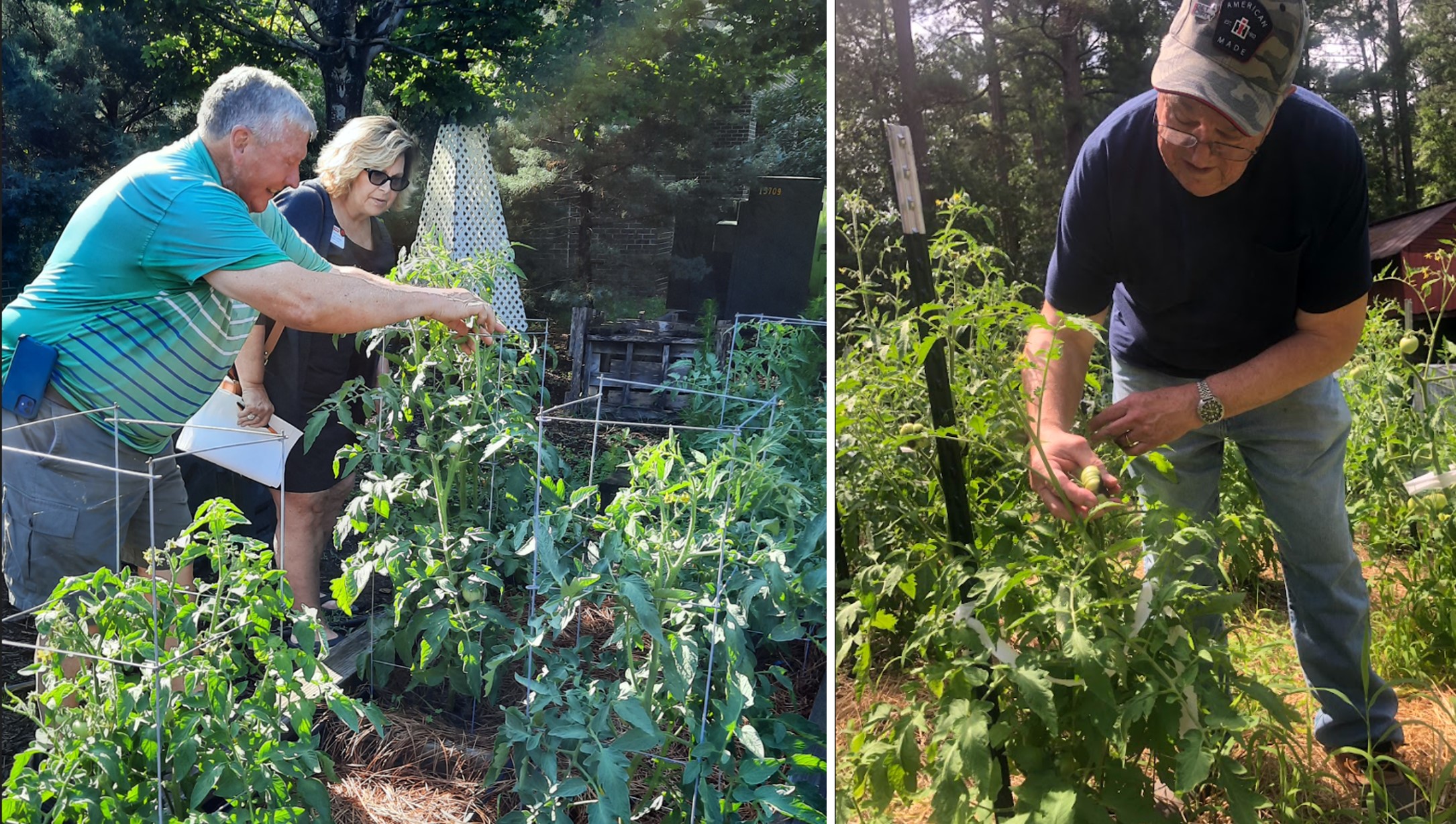 Master gardener volunteers inspect tomato plants for insect and disease issues.