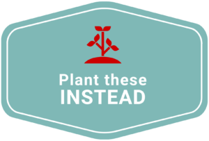 Plant These Instead graphic has a red plant above the words Plant These Instead on a blue background.